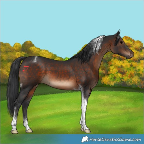 Horse Color:Brown Tobiano 