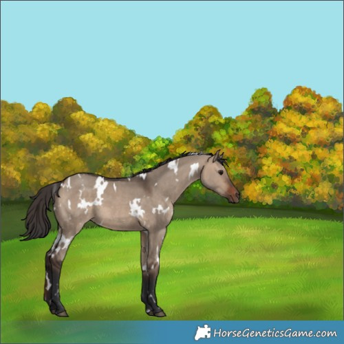 Horse Color:White Spotted Brown Dun 