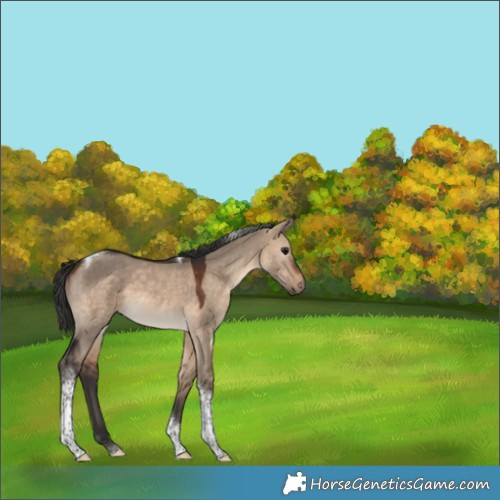 Horse Color:Brown Dun Tobiano 
