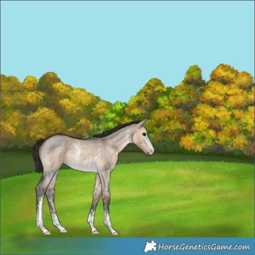 Horse Color:Brown Dun Sabino 