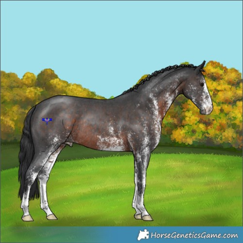 Horse Color:White Spotted Brown Rabicano 