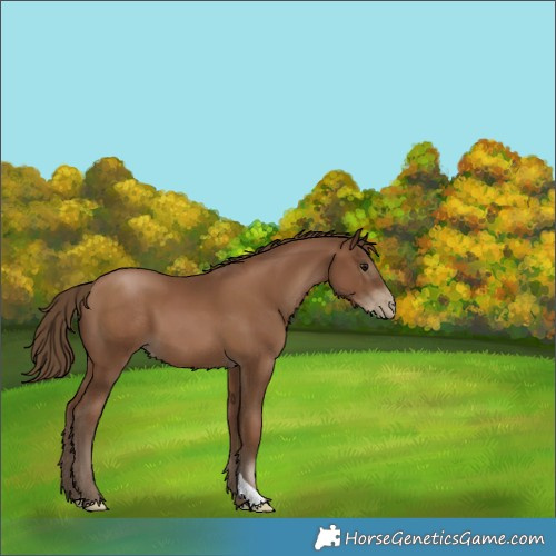 Horse Color:Gray Black Pearl 