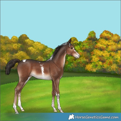 Horse Color:Liver Chestnut Sabino Tobiano 