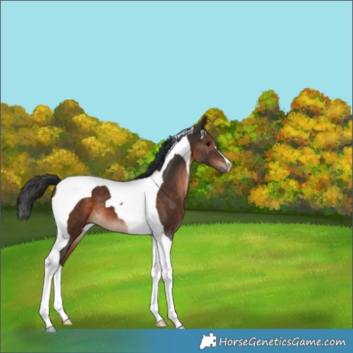 Horse Color:Brown Tobiano 