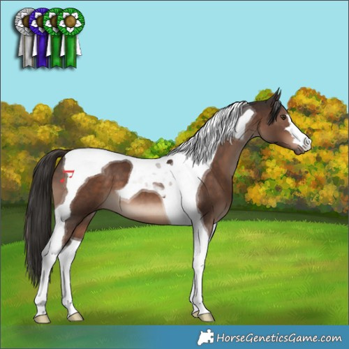 Horse Color:Liver Chestnut Tobiano 