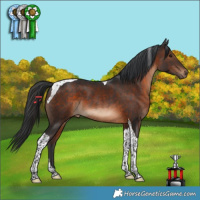 Horse Color:Brown Tobiano 