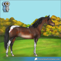 Horse Color:Brown Tobiano