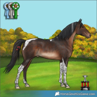 Horse Color:Brown Tobiano 