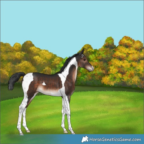 Horse Color:Brown Mushroom Tobiano 