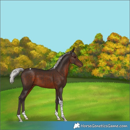 Horse Color:Silver Brown Tobiano 