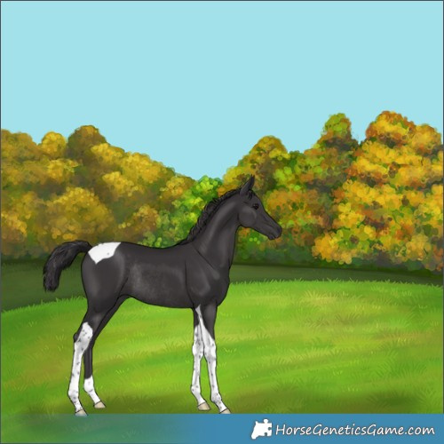 Horse Color:Smoky Black Tobiano Rabicano 