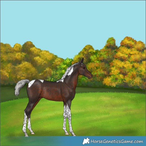 Horse Color:Silver Brown Tobiano Rabicano 