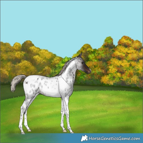 Horse Color:Gray Silver Brown Roan Tobiano Appaloosa 