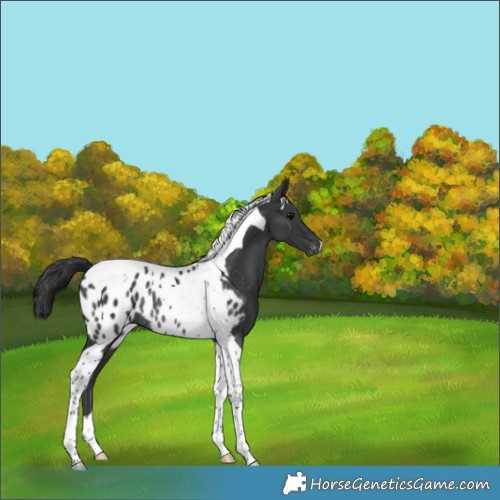 Horse Color:Black Tobiano Appaloosa Rabicano 