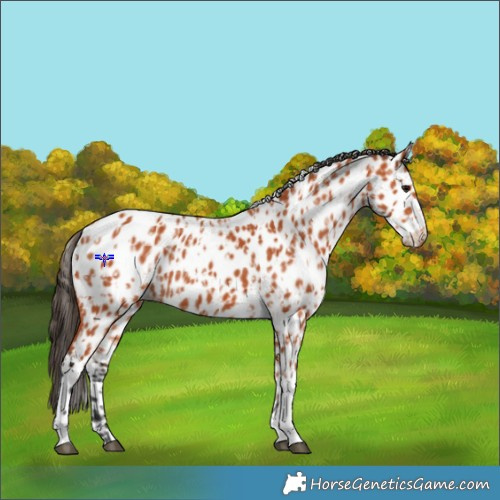 Horse Color:Bay Splash Tobiano Appaloosa  and Bay Tobiano Appaloosa 