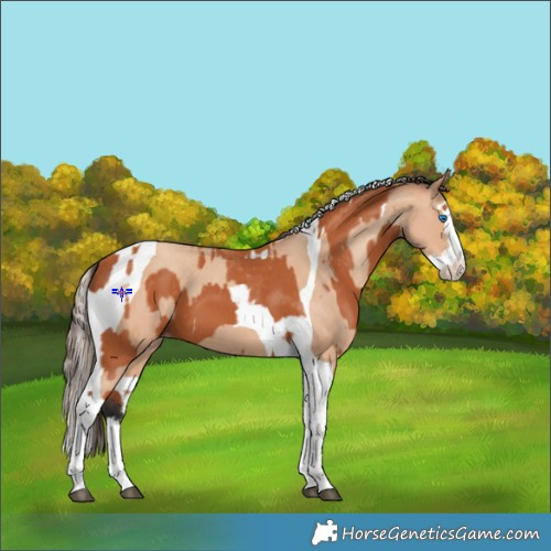 Horse Color:Bay Splash Tobiano Appaloosa  and Amber Champagne Splash Tobiano Appaloosa 