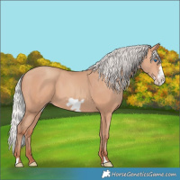 Horse Color:Silver Amber Champagne Frame 