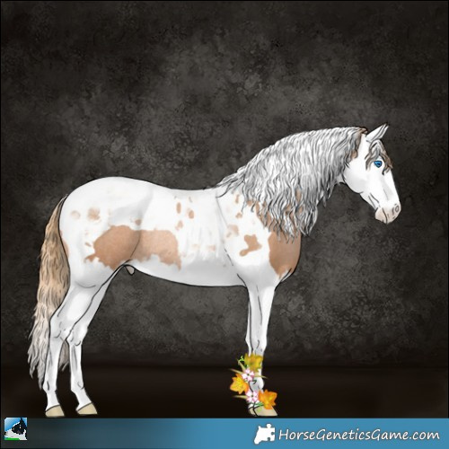 Horse Color:Chestnut Pearl Splash Tobiano Rabicano 