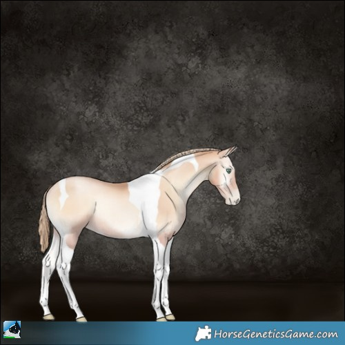 Horse Color:Gold Champagne Pearl Onyx Tobiano Rabicano 
