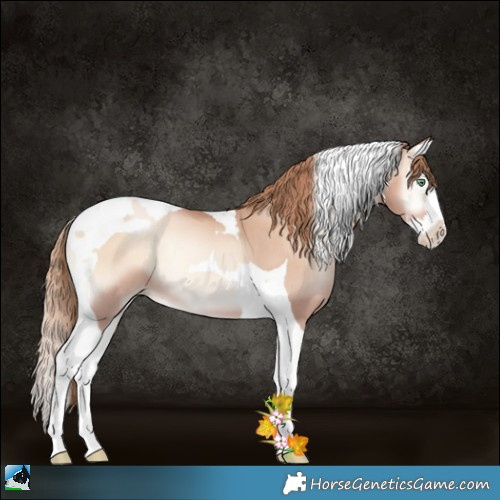 Horse Color:Gold Champagne Pearl Onyx Splash Tobiano 