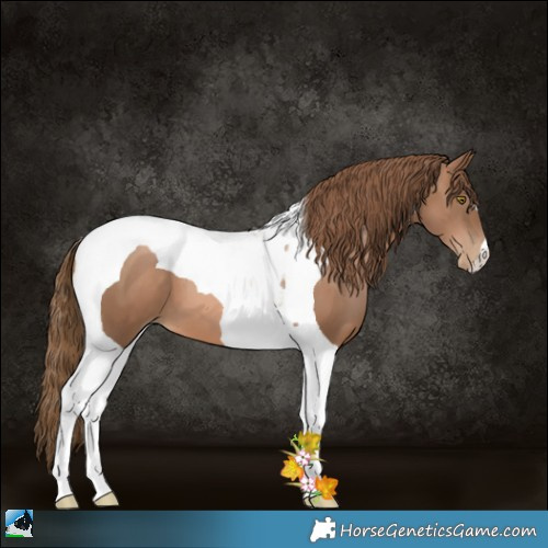Horse Color:Liver Chestnut Pearl Tobiano 