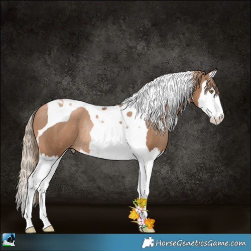 Horse Color:Liver Chestnut Pearl Splash Tobiano Rabicano 