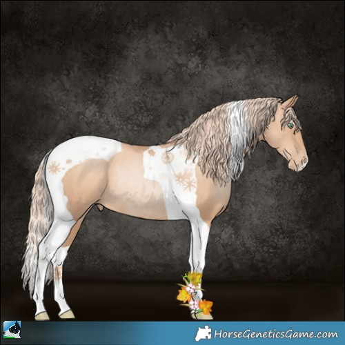 Horse Color:Gold Champagne Pearl Tobiano Rabicano 