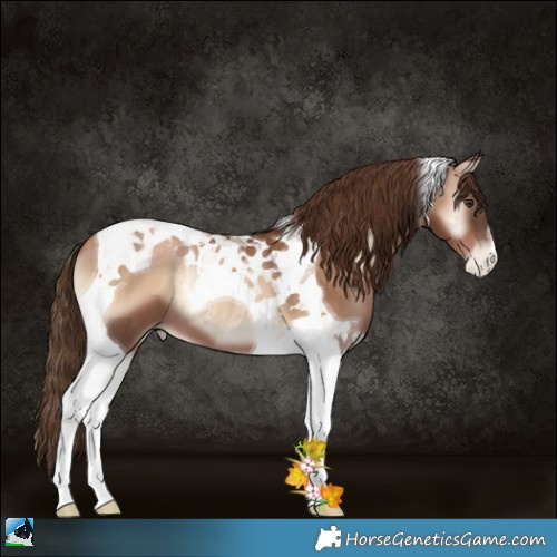 Horse Color:Liver Red Onyx Pearl Tobiano 