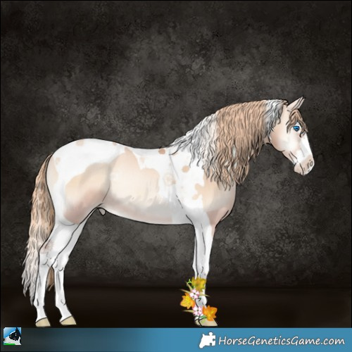 Horse Color:Gold Champagne Pearl Onyx Splash Tobiano Rabicano 