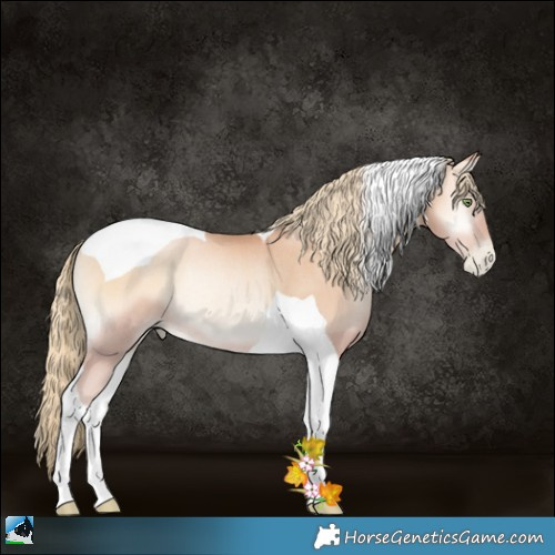 Horse Color:Gold Champagne Pearl Onyx Tobiano Rabicano 
