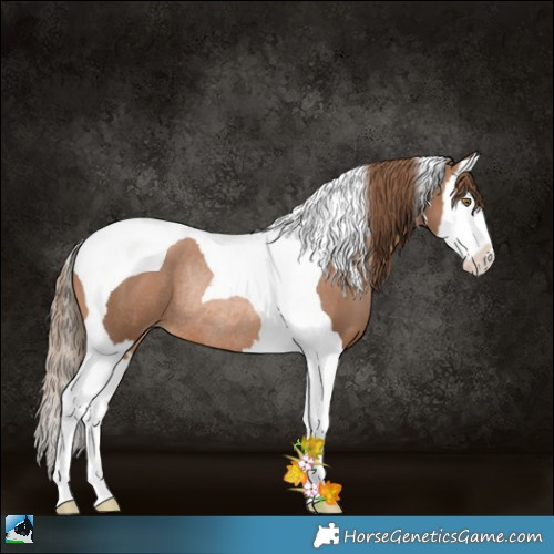 Horse Color:White Spotted Liver Chestnut Pearl Splash Tobiano Rabicano 
