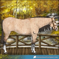 Horse Color:White Spotted Bay Dun Rabicano  and Bay Dun Rabicano 