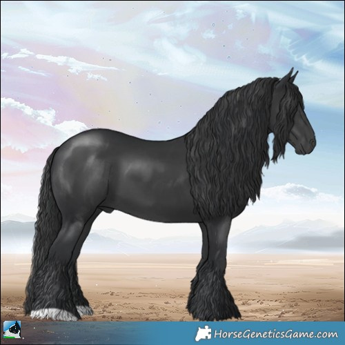 Horse Color:Black 