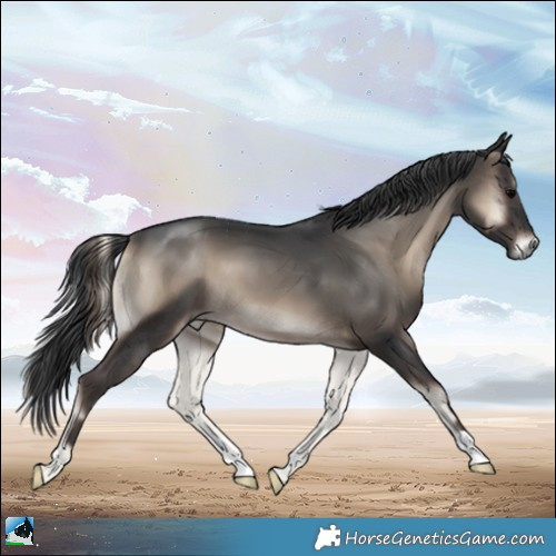 Horse Color:Blue Onyx 