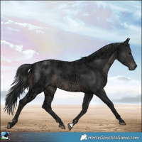 Horse Color:Black Ice 