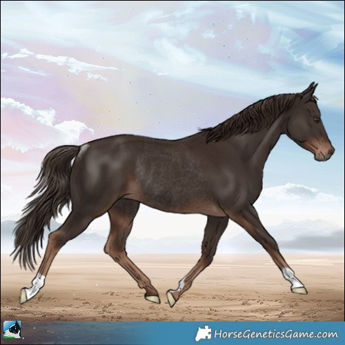 Horse Color:Liver Chestnut Rabicano
