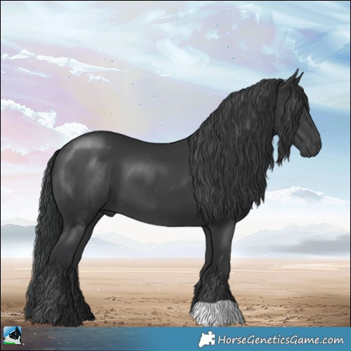Horse Color:Black 