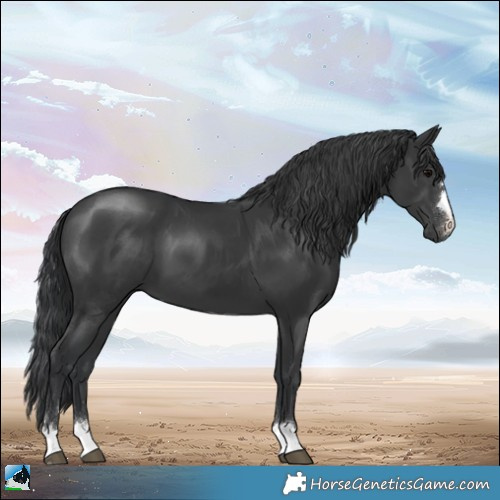 Horse Color:Black 
