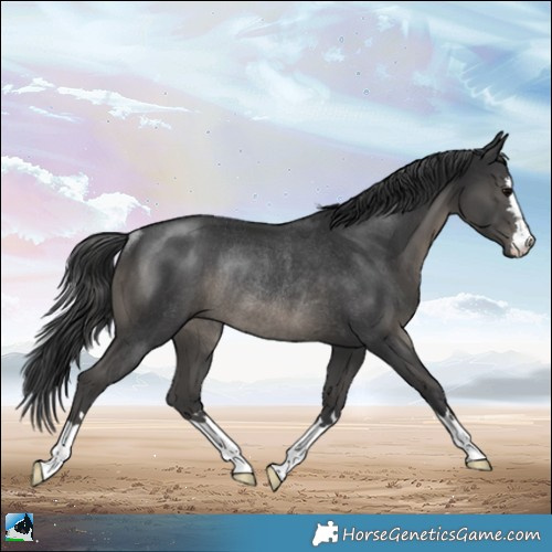 Horse Color:Black Rabicano 
