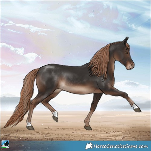 Horse Color:Liver Chestnut Rabicano 
