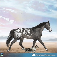 Horse Color:Gray Black Sabino Blanket Rabicano 