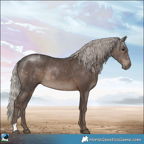 Horse Color:Silver Black Rabicano 