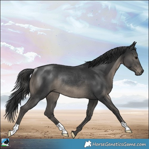 Horse Color:Black Rabicano