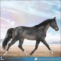 Horse Color:Black Rabicano 