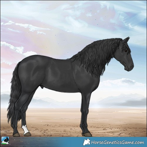 Horse Color:Black 