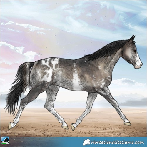 Horse Color:Brown Ice Onyx Mushroom Sabino Appaloosa Rabicano