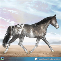 Horse Color:Brown Ice Onyx Mushroom Sabino Appaloosa Rabicano 
