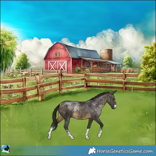 Horse Color:Buckskin Rabicano 