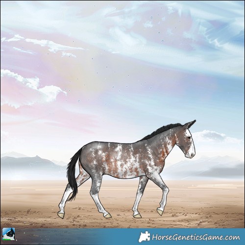 Horse Color:Brown Sabino Rabicano