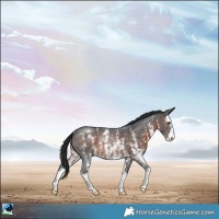 Horse Color:Brown Sabino Rabicano 